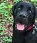 Bracken