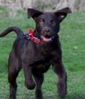 Wispa