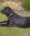 Dudley