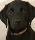 Tara