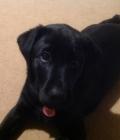 Nellie