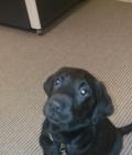 Winston
