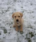 Ellie 