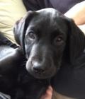Jake