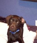 Hooch