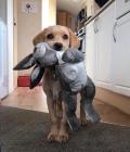 Hebe & her rabbit
