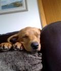 Angus