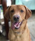 Angus