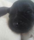 Charlie