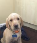 Skye