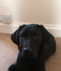 Poppy