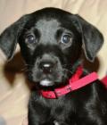 Alfie