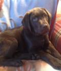 Rolo