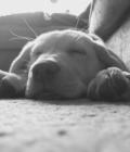 Barney