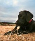 Tilly