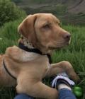 Finley