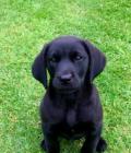 Maggie