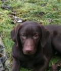 Toby