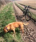 Doing what he loves best, running and sniffing