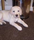 Barley