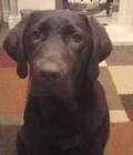 Sadie