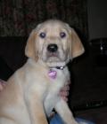 Hope aka Trevorder Memphis Belle
