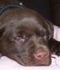 Toby