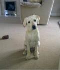 Bailey