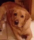 Paddy waiting for his tea.  He always crosses his paws when relaxing!