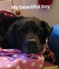 Harley my beautiful boy