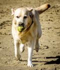 Happy Sasha on her Easter Holiday.