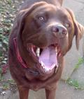 Hugo_dog