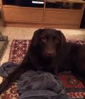 Skye lounging around...a very rare occurrence!