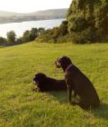 jett and jada watching the sun go down 