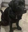 This is my beautiful black Labrador Molly who is on Roast Chicken Watch