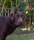Purdey