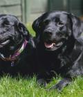 Jett and Jada
