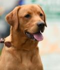 Ruben, fox red Labrador Retriever aged 9 months