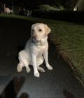 Poppy Posing!