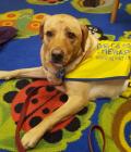 Rosie ready for a morning's volunteering.