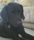 Blu at 15 months old