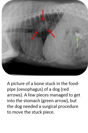 bone_in_fodd_pipe