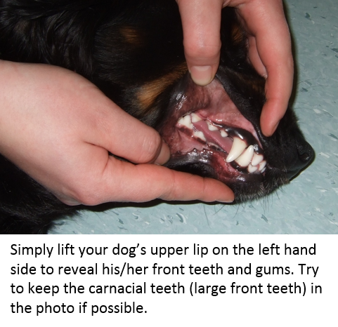 photograph_mouth