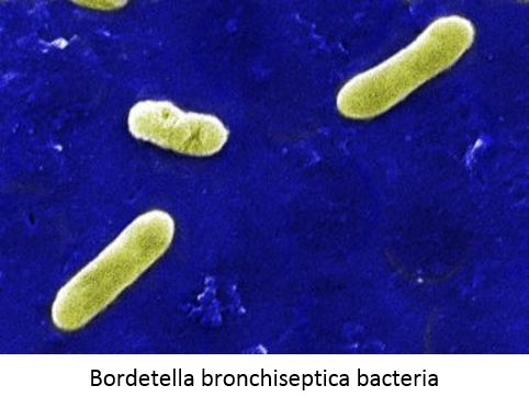 kennel_cough_bacteria